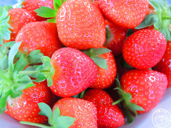 莓圃觀光休閒農園:作伙來企投【台北內湖・莓圃休閒觀光農園】庭園咖啡吃草莓料理 莓圃觀光休閒農園:作伙來企投【台北內湖・莓圃休閒觀光農園】庭園咖啡吃草莓料理