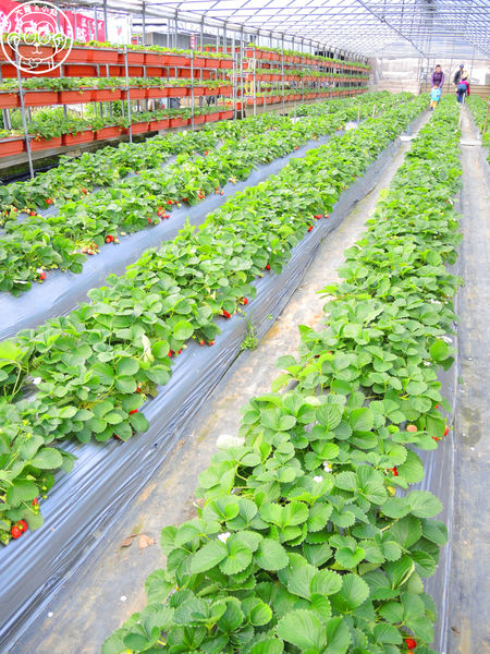莓圃觀光休閒農園:作伙來企投【台北內湖・莓圃休閒觀光農園】庭園咖啡吃草莓料理 莓圃觀光休閒農園:作伙來企投【台北內湖・莓圃休閒觀光農園】庭園咖啡吃草莓料理
