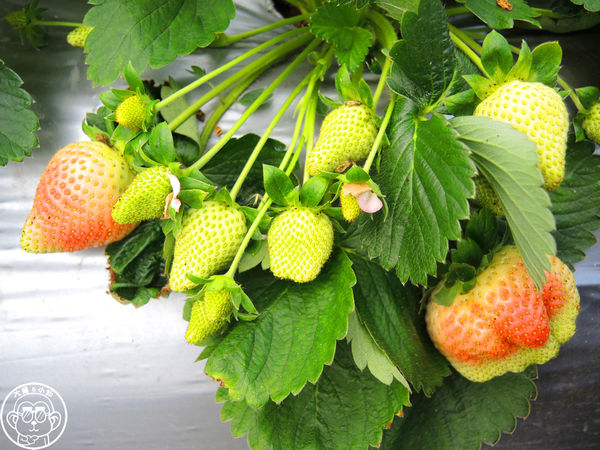 莓圃觀光休閒農園:作伙來企投【台北內湖・莓圃休閒觀光農園】庭園咖啡吃草莓料理 莓圃觀光休閒農園:作伙來企投【台北內湖・莓圃休閒觀光農園】庭園咖啡吃草莓料理