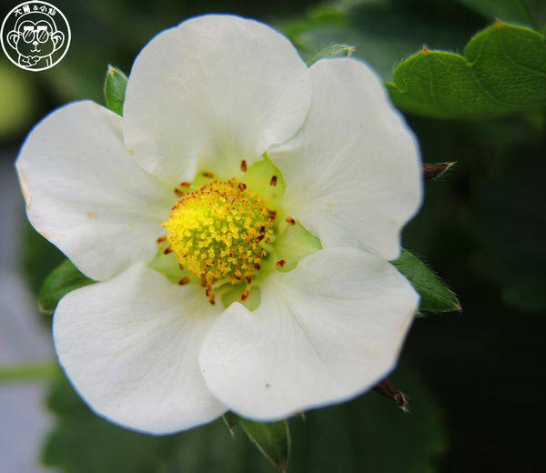 莓圃觀光休閒農園:作伙來企投【台北內湖・莓圃休閒觀光農園】庭園咖啡吃草莓料理 莓圃觀光休閒農園:作伙來企投【台北內湖・莓圃休閒觀光農園】庭園咖啡吃草莓料理