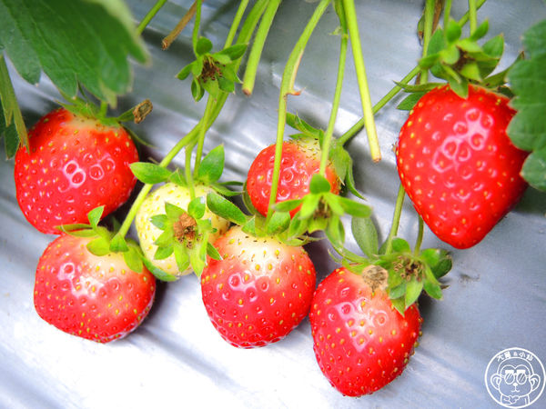 莓圃觀光休閒農園:作伙來企投【台北內湖・莓圃休閒觀光農園】庭園咖啡吃草莓料理 莓圃觀光休閒農園:作伙來企投【台北內湖・莓圃休閒觀光農園】庭園咖啡吃草莓料理