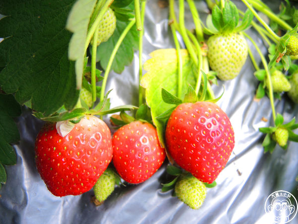 莓圃觀光休閒農園:作伙來企投【台北內湖・莓圃休閒觀光農園】庭園咖啡吃草莓料理 莓圃觀光休閒農園:作伙來企投【台北內湖・莓圃休閒觀光農園】庭園咖啡吃草莓料理