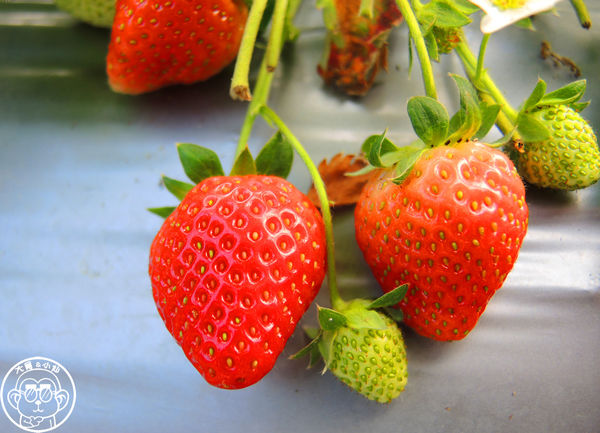 莓圃觀光休閒農園:作伙來企投【台北內湖・莓圃休閒觀光農園】庭園咖啡吃草莓料理 莓圃觀光休閒農園:作伙來企投【台北內湖・莓圃休閒觀光農園】庭園咖啡吃草莓料理