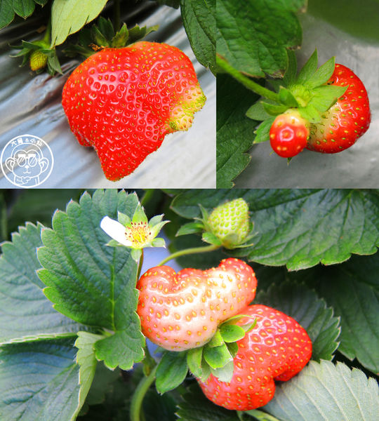 莓圃觀光休閒農園:作伙來企投【台北內湖・莓圃休閒觀光農園】庭園咖啡吃草莓料理 莓圃觀光休閒農園:作伙來企投【台北內湖・莓圃休閒觀光農園】庭園咖啡吃草莓料理