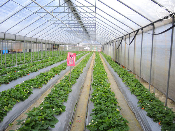 莓圃觀光休閒農園:作伙來企投【台北內湖・莓圃休閒觀光農園】庭園咖啡吃草莓料理 莓圃觀光休閒農園:作伙來企投【台北內湖・莓圃休閒觀光農園】庭園咖啡吃草莓料理