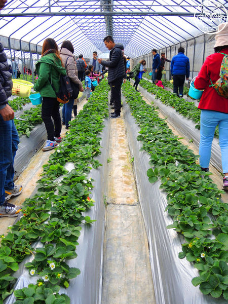 莓圃觀光休閒農園:作伙來企投【台北內湖・莓圃休閒觀光農園】庭園咖啡吃草莓料理 莓圃觀光休閒農園:作伙來企投【台北內湖・莓圃休閒觀光農園】庭園咖啡吃草莓料理
