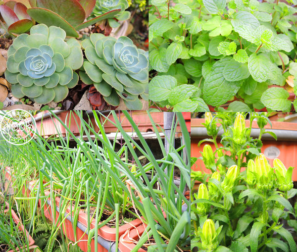 莓圃觀光休閒農園:作伙來企投【台北內湖・莓圃休閒觀光農園】庭園咖啡吃草莓料理 莓圃觀光休閒農園:作伙來企投【台北內湖・莓圃休閒觀光農園】庭園咖啡吃草莓料理