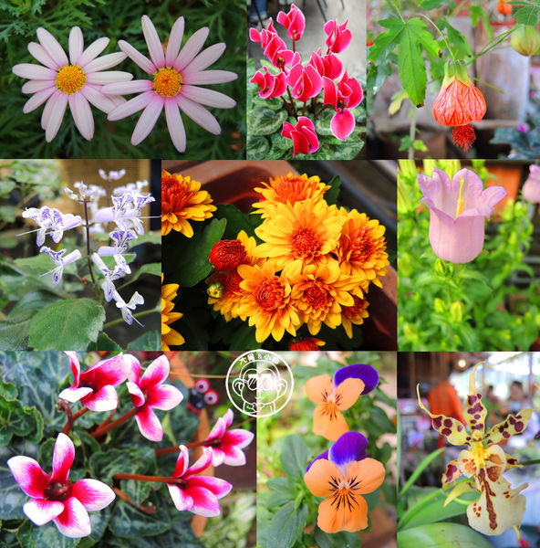 莓圃觀光休閒農園:作伙來企投【台北內湖・莓圃休閒觀光農園】庭園咖啡吃草莓料理 莓圃觀光休閒農園:作伙來企投【台北內湖・莓圃休閒觀光農園】庭園咖啡吃草莓料理