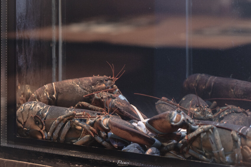 新北三重|永騰熟成牛排館-我想把好料理留在三重,不需到台北也能品嚐熟成牛 - 大妹吃太飽