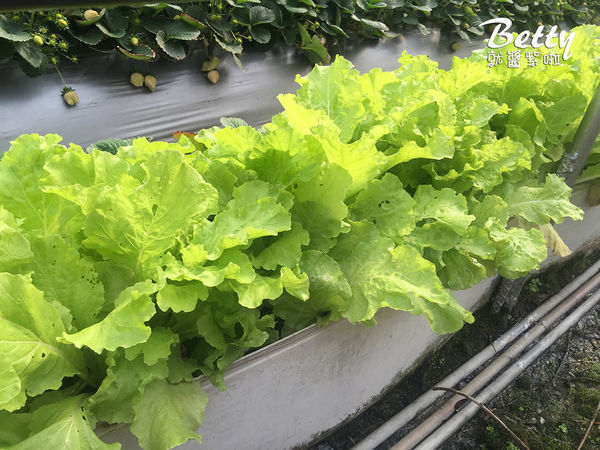 2017013清香休閒農場 (21).jpg