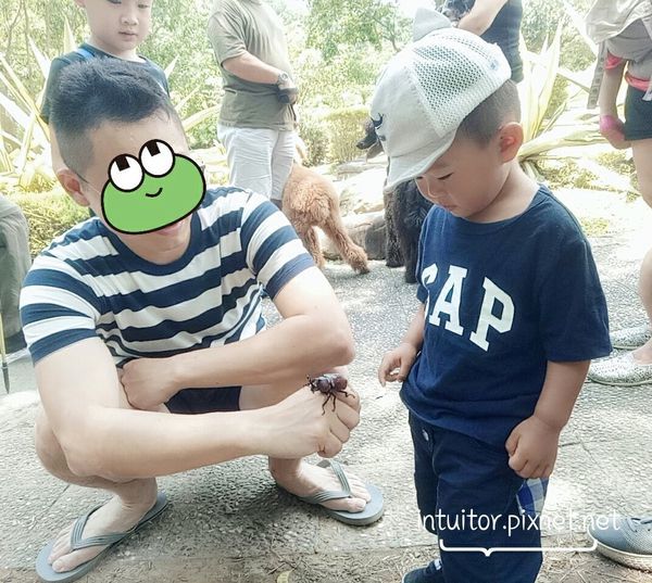 雞腿寶@大溝溪生態園區獨角仙.jpg 雞腿寶@大溝溪生態園區獨角仙.jpg