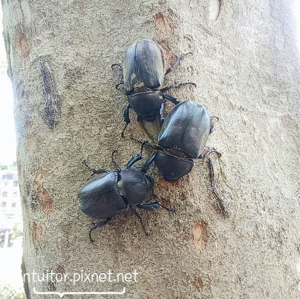 大溝溪生態園區獨角仙.jpg 大溝溪生態園區獨角仙.jpg