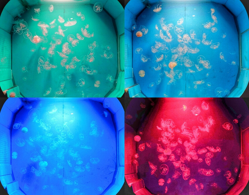 山上走走日式無菜單燒肉