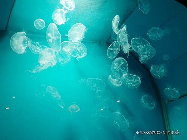 水母牆-山上走走日式無菜單燒肉 (2).jpg