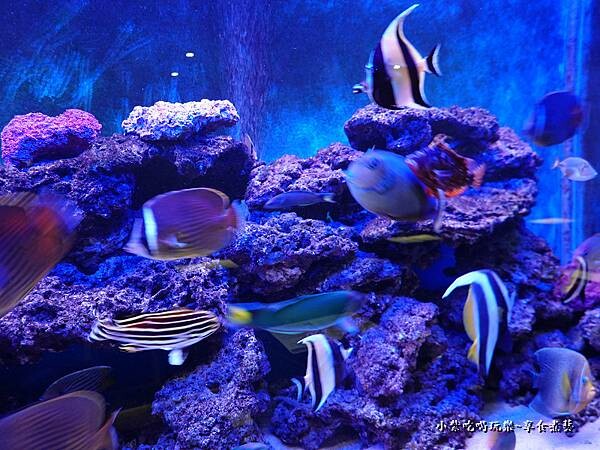 水族箱-山上走走日式無菜單燒肉 (6).jpg