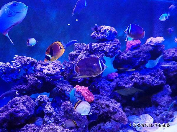 水族箱-山上走走日式無菜單燒肉 (5).jpg