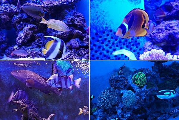 水族箱-山上走走日式無菜單燒肉 (1).jpg