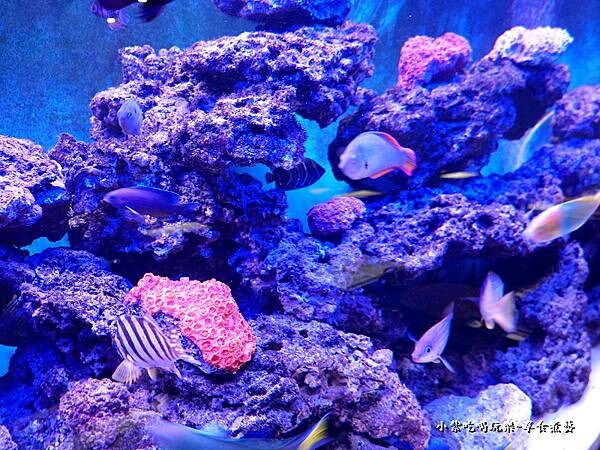 水族箱-山上走走日式無菜單燒肉 (4).jpg