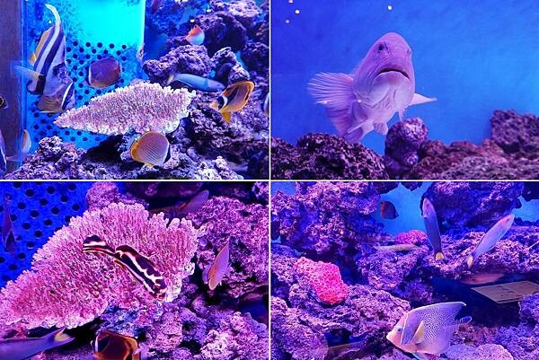 水族箱-山上走走日式無菜單燒肉 (8).jpg