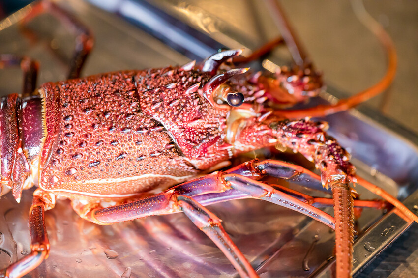 左營美食 / 棠鐵板料理Teppanyaki
