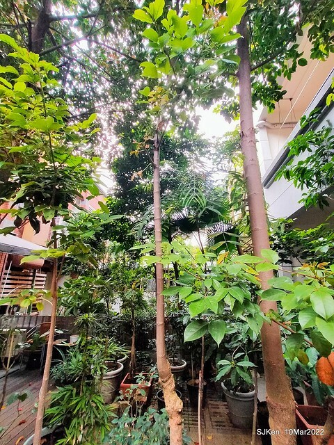 「鯉魚 The Carp」餐廳(Taiwanese & Japanese dishes restaurant), mullet roe fried rice , spicy fried noodle &Matsusaka meat ramen), Taipei, Taiwan, Mar 11, 2022.