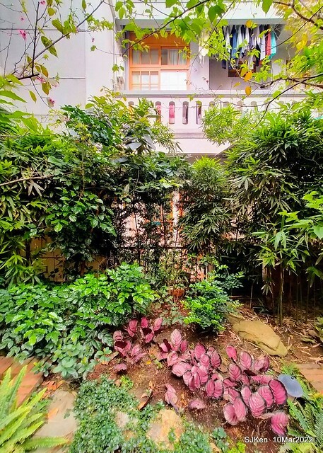 「鯉魚 The Carp」餐廳(Taiwanese & Japanese dishes restaurant), mullet roe fried rice , spicy fried noodle &Matsusaka meat ramen), Taipei, Taiwan, Mar 11, 2022.