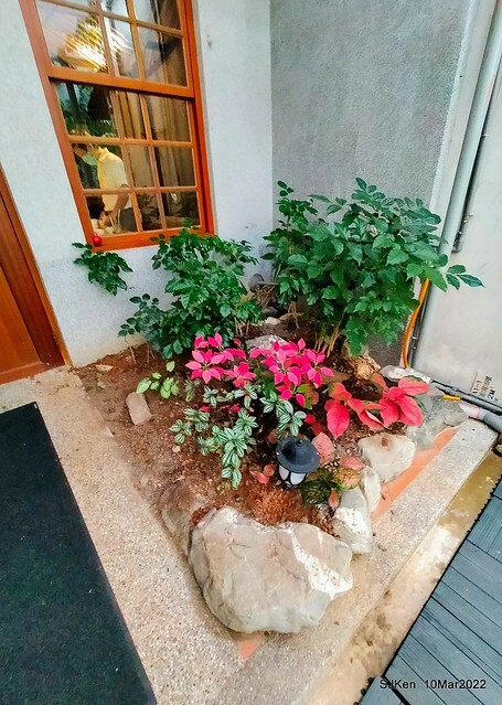 「鯉魚 The Carp」餐廳(Taiwanese & Japanese dishes restaurant), mullet roe fried rice , spicy fried noodle &Matsusaka meat ramen), Taipei, Taiwan, Mar 11, 2022.