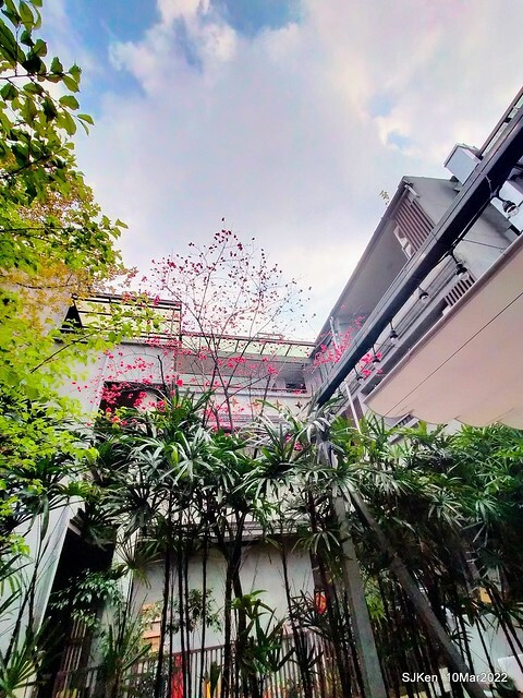 「鯉魚 The Carp」餐廳(Taiwanese & Japanese dishes restaurant), mullet roe fried rice , spicy fried noodle &Matsusaka meat ramen), Taipei, Taiwan, Mar 11, 2022.
