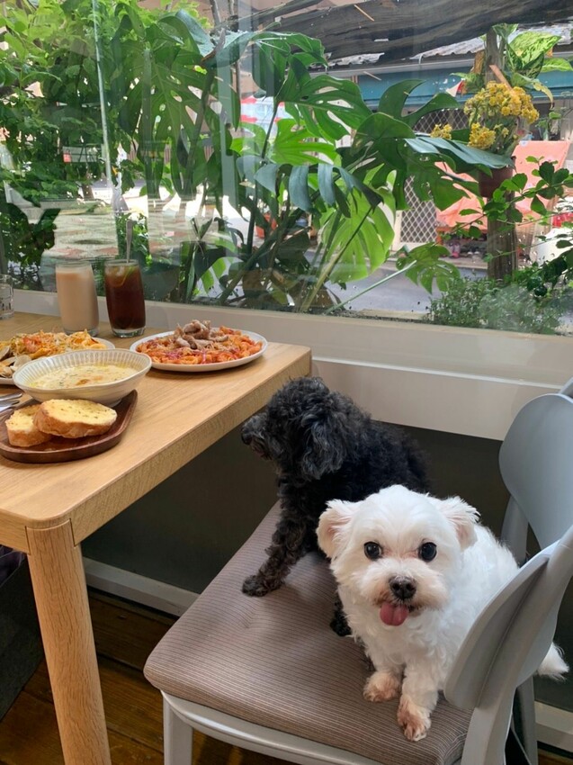 國父紀念館美食|康帕斯義麵屋 全手工製作義大利麵專賣店 和毛孩一起在玻璃屋裡吃義大利麵吧!