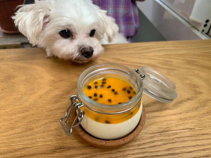 國父紀念館美食|康帕斯義麵屋 全手工製作義大利麵專賣店 和毛孩一起在玻璃屋裡吃義大利麵吧!