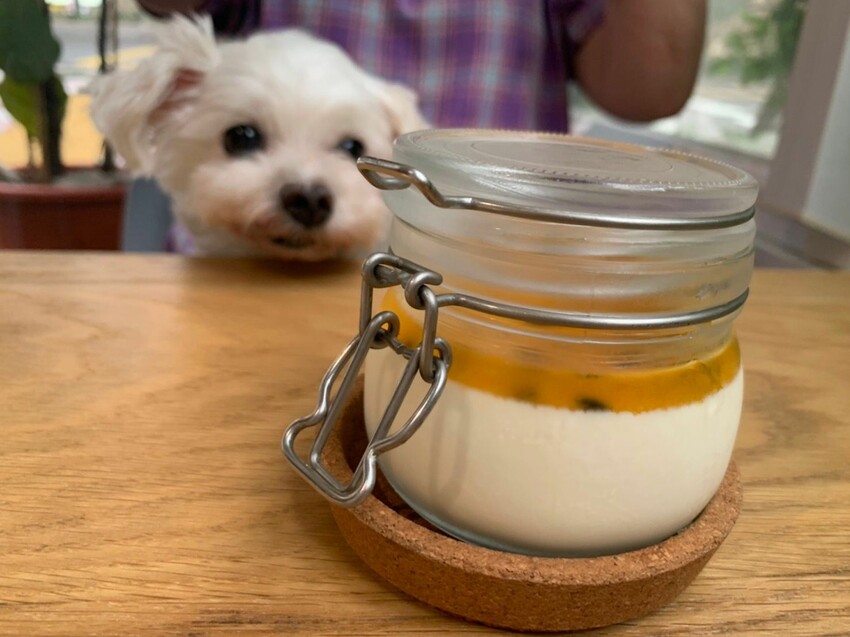 國父紀念館美食|康帕斯義麵屋 全手工製作義大利麵專賣店 和毛孩一起在玻璃屋裡吃義大利麵吧!