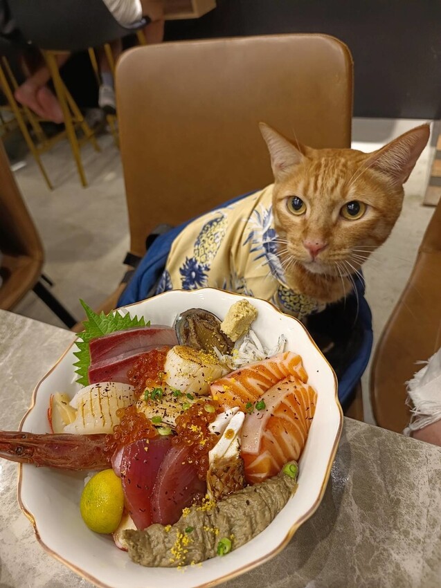 364148.jpg - 【屏東.小琉球】寵物友善餐廳推薦。小島燒日式料理。推海鮮丼飯