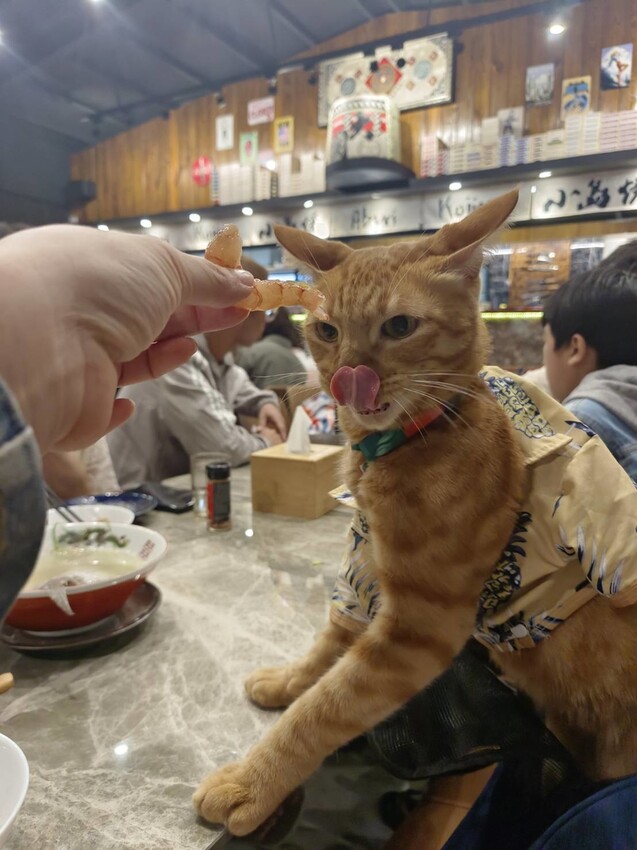 365885.jpg - 【屏東.小琉球】寵物友善餐廳推薦。小島燒日式料理。推海鮮丼飯