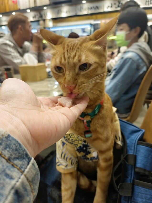 365887.jpg - 【屏東.小琉球】寵物友善餐廳推薦。小島燒日式料理。推海鮮丼飯