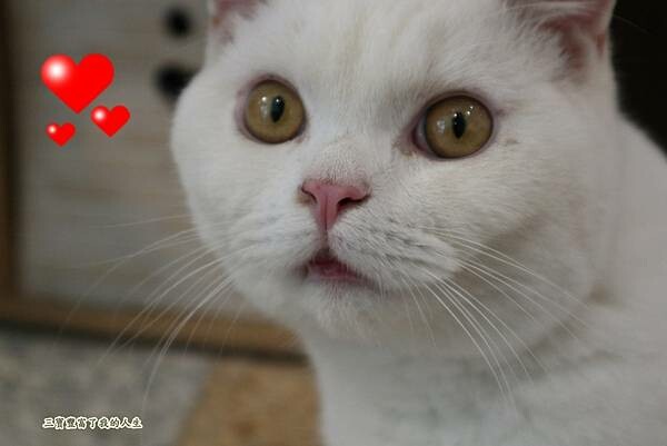 一中商圈早午餐｜台中美食【洄流Stream早午餐】現做美味餐點 洄流無敵大早午餐 沙拉富翁 充滿愛心的寵物友