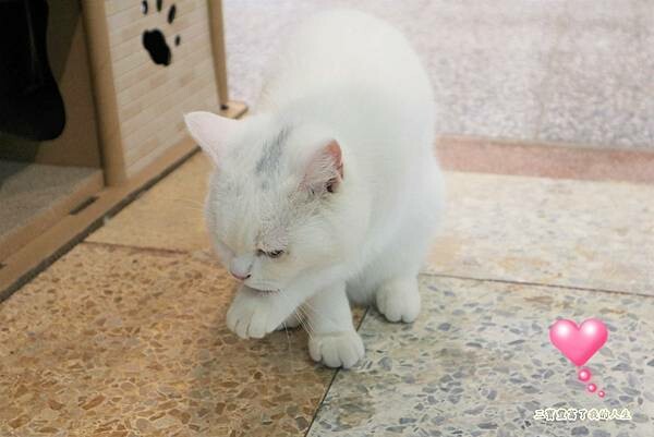 一中商圈早午餐｜台中美食【洄流Stream早午餐】現做美味餐點 洄流無敵大早午餐 沙拉富翁 充滿愛心的寵物友