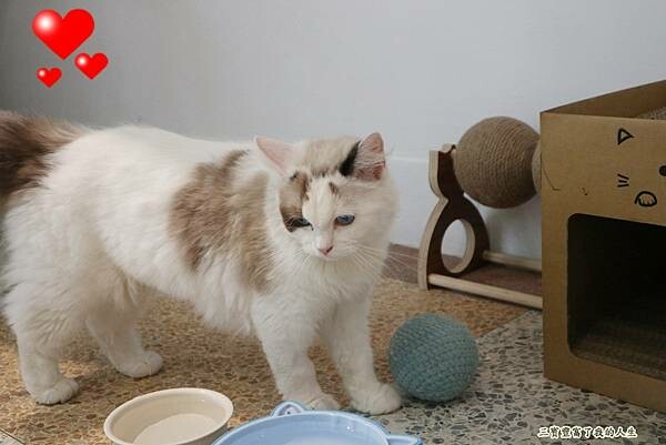 一中商圈早午餐｜台中美食【洄流Stream早午餐】現做美味餐點 洄流無敵大早午餐 沙拉富翁 充滿愛心的寵物友