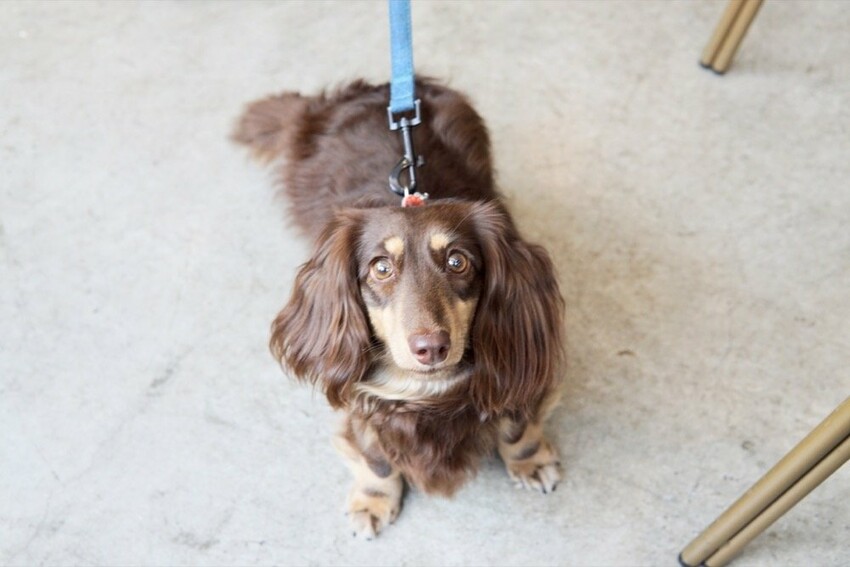 食久。茶事|台中大里美食-超美玻璃貨櫃屋咖啡廳、美味下午茶|台中餐廳推薦