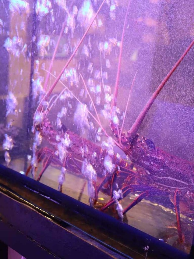 蟳鮮屋桃園藝文特區新開幕火鍋，吸睛水族箱海產現點現撈 – Iris eating