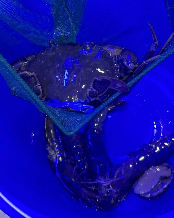 蟳鮮屋桃園藝文特區新開幕火鍋，吸睛水族箱海產現點現撈 – Iris eating