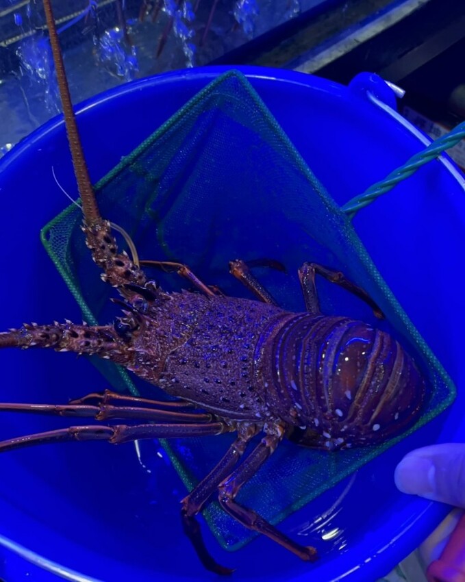 蟳鮮屋桃園藝文特區新開幕火鍋，吸睛水族箱海產現點現撈 – Iris eating