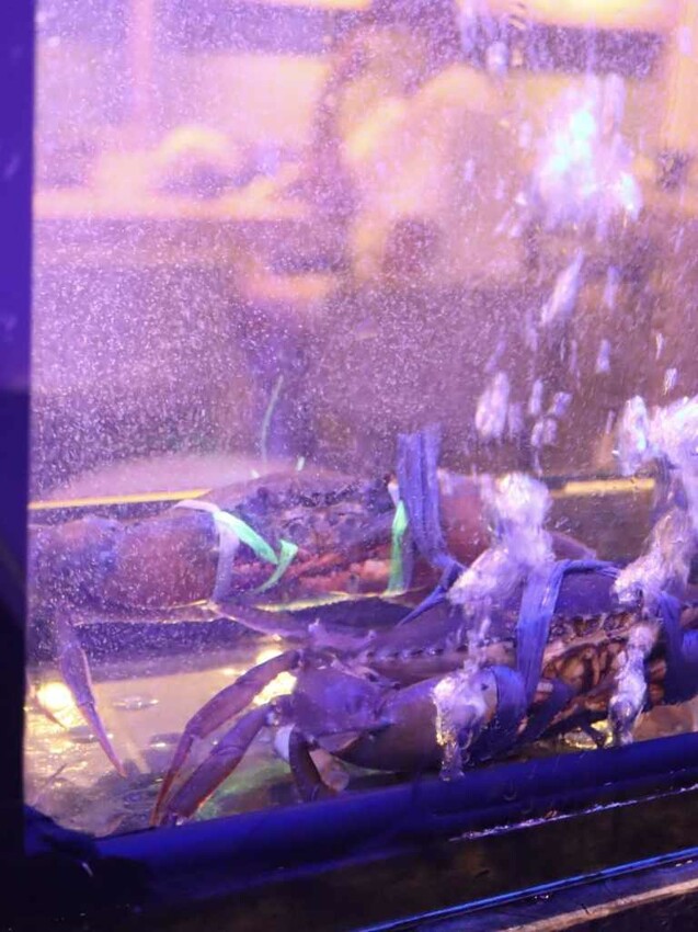 蟳鮮屋桃園藝文特區新開幕火鍋，吸睛水族箱海產現點現撈 – Iris eating