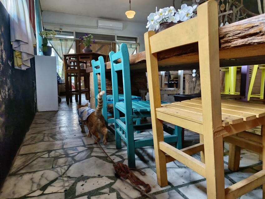 【台北.石門】北海岸海景餐廳推薦。靠北邊叢山曉。寵物友善咖啡廳推小卷米粉+控肉飯家庭料理