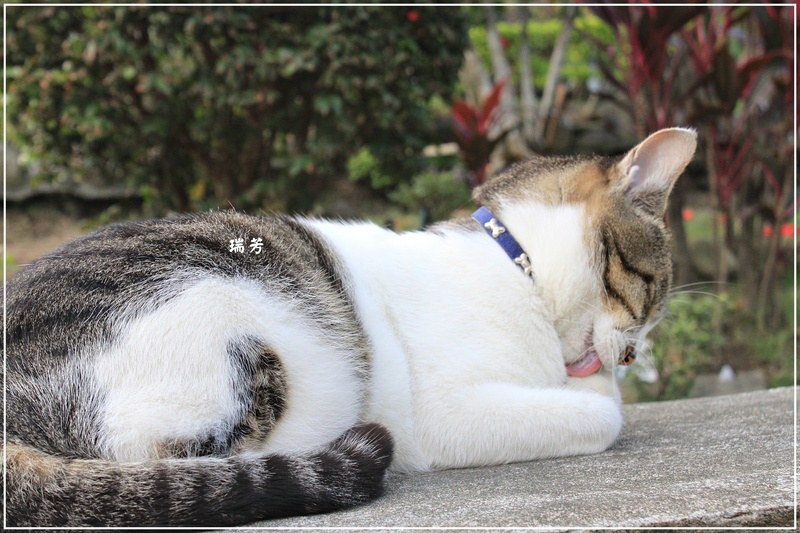 ＊好多喵喵－瑞芳猴硐