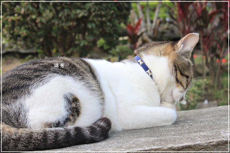 ＊好多喵喵－瑞芳猴硐