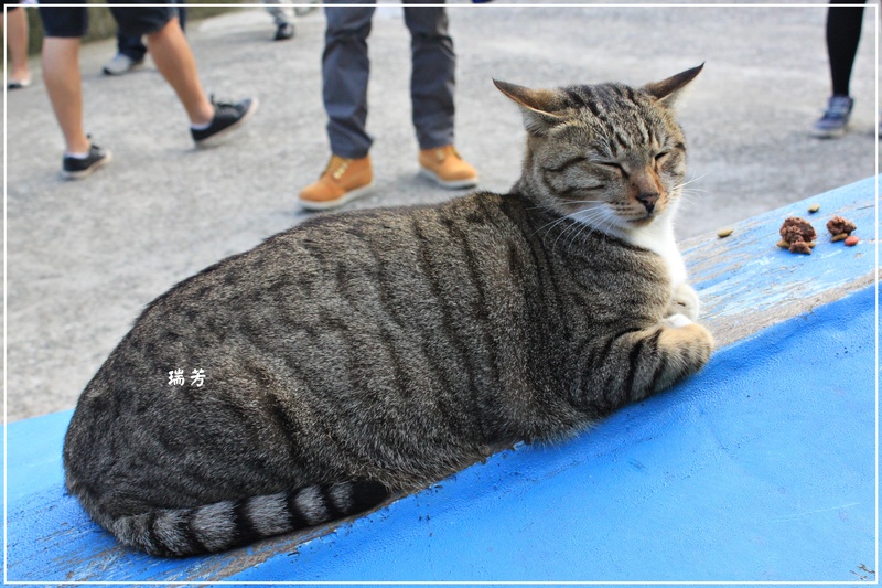 ＊好多喵喵－瑞芳猴硐