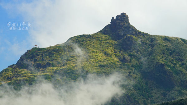 茶壺山芒花