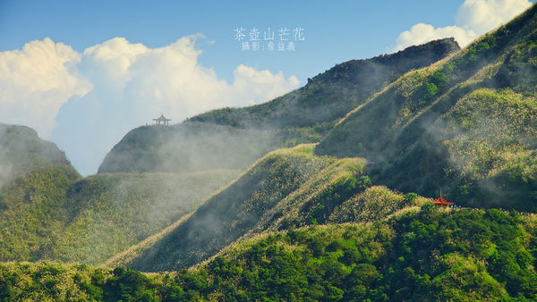 茶壺山芒花