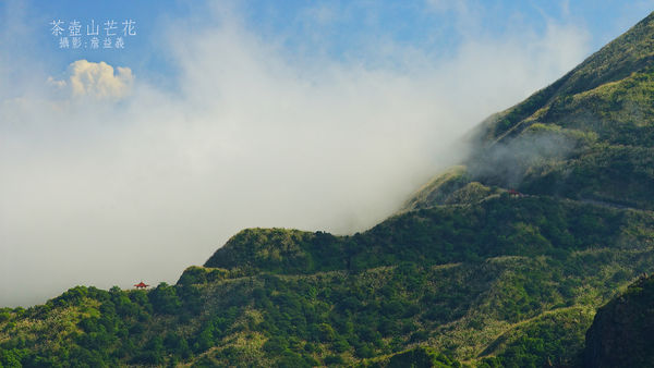 茶壺山芒花