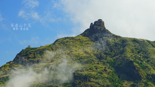 茶壺山芒花